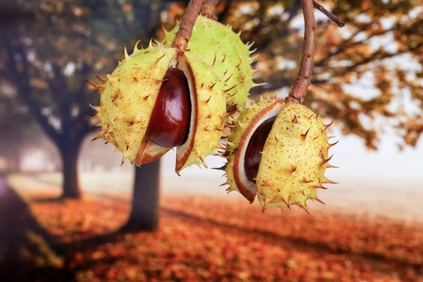 Conkers Hanging Horse Chestnut Tree Autumn Green Spiky Cases Split — Stock Photo, Image