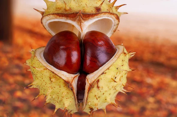 Conker Opening Spiky Case Showing Natural Protection Safety Concept Autumn — Stock Photo, Image