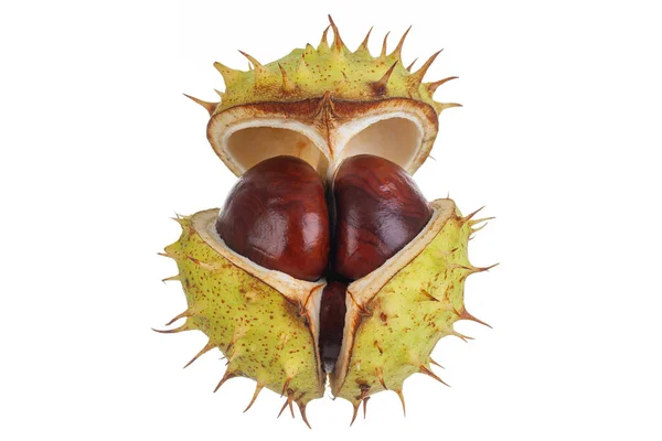 Spiky Conker Case Opening Reveal Conker Seeds Isolated White Natural — Stock Photo, Image