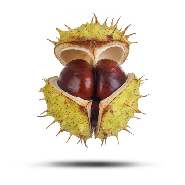 Spiky Conker Case Opening Showing Conkers Isolated White Background Natural — Stock Photo, Image