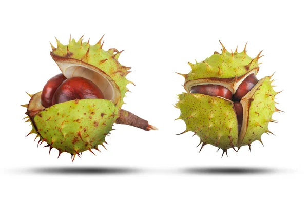 Two Conkers Green Spiked Cases Close Isolated White Shadow Natural — Stock Photo, Image