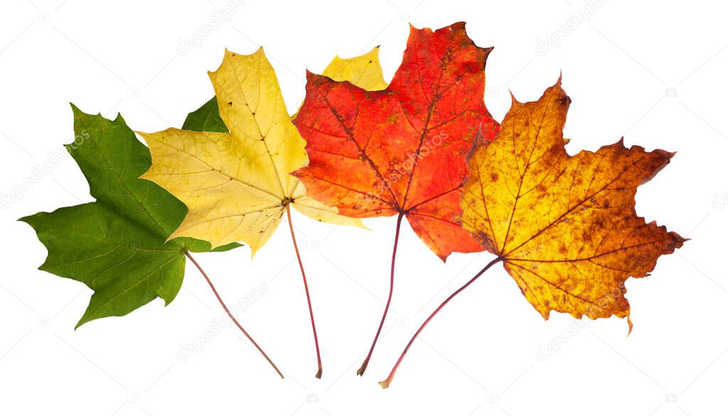 Norway maple leaves in summer and autumn colours, fresh green, turning yellow to red then brown decay. Leaves isolated on a white background