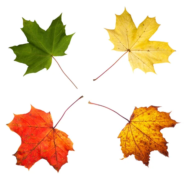 ノルウェーメープルは夏と秋の色 新鮮な緑を残し 黄色から赤に変わり 茶色の崩壊 葉は分離して白い背景に孤立します — ストック写真
