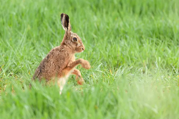 Zając Norfolk Zamyka Się Polu Robiąc Poranne Ćwiczenia Pranie — Zdjęcie stockowe