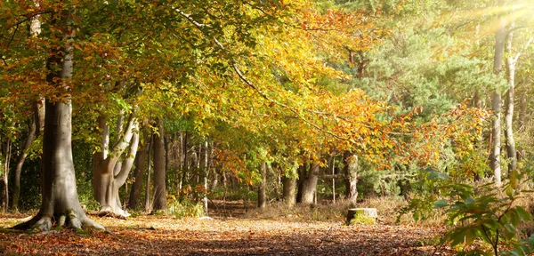 Jesienny Las North Norfolk Złotymi Bukami Porannym Słońcem Upadłe Liście — Zdjęcie stockowe
