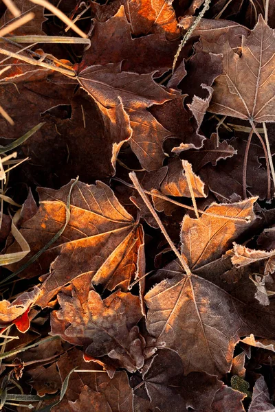 Fallen autumn brown leaves with frost and early morning sunlight