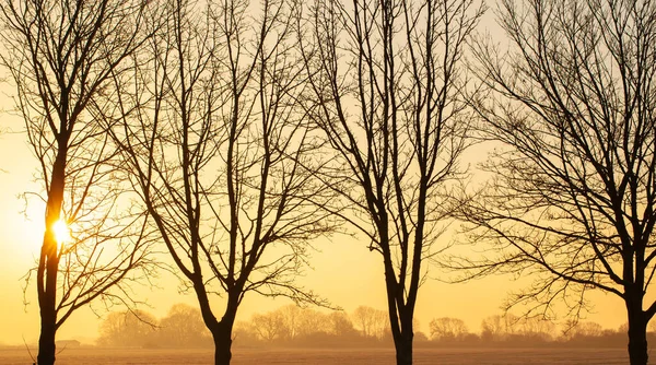 Prachtige Winterzonsondergang Door Kale Bomen Oranje Gloeiende Schemerzon Met Boomsilhouet — Stockfoto