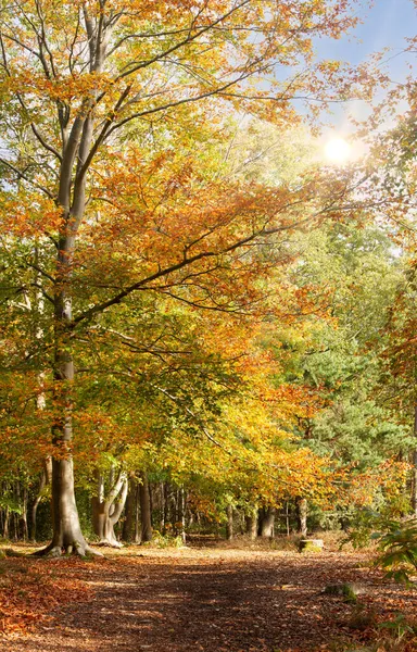 Beautiful Autumn Woodland Forest Dappled Sunlight Golden Red Orange Beech — Stock Photo, Image