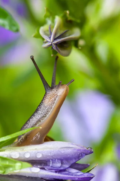 紫色兰花上的花园蜗牛抬头看 嗅着新鲜空气 关闭宏观的腹足和美丽的花朵 — 图库照片