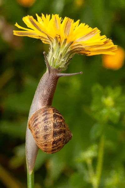 Ślimak Ogrodowy Czołgający Się Wiosną Zioło Kwiatu Mniszka Lekarskiego — Zdjęcie stockowe