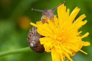Beautiful garden snail macro on a yellow dandelion flower head in summer