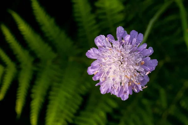 Wildflower Pole Scabious Głowa Kwiat Fioletowy Niebieski Kolor Makro Szczegółowo — Zdjęcie stockowe