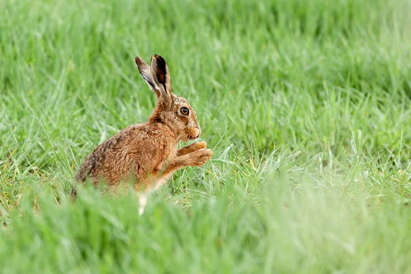 Wild Brown Hare Grass Field Close Having Early Morning Wash — Photo