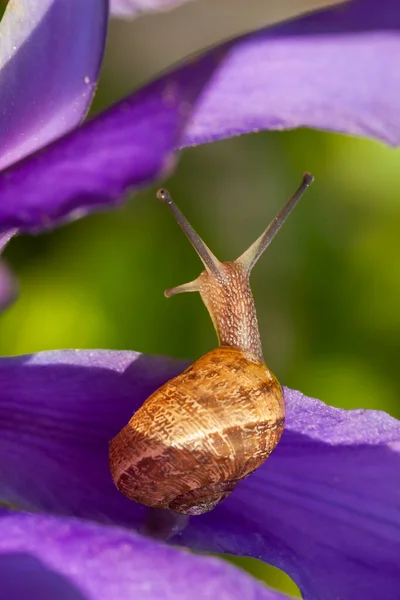 Güzel Bahçe Salyangozu Çiçek Açmış Mor Bir Iris Çiçeğine Yaklaşıyor — Stok fotoğraf