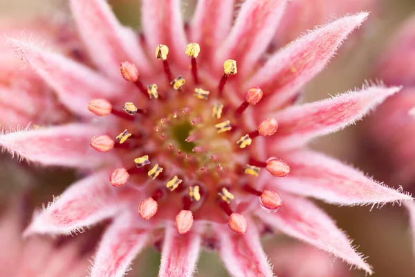 Wspaniały Różowy Kwiat Sempervivum Kwitnące Bliska Głowa Płatki Kwiatów Ogrodowych — Zdjęcie stockowe