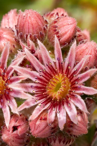 Lenyűgöző Rózsaszín Sempervivum Virág Virágzik Közelről Kerti Virág Fej Szirmok — Stock Fotó