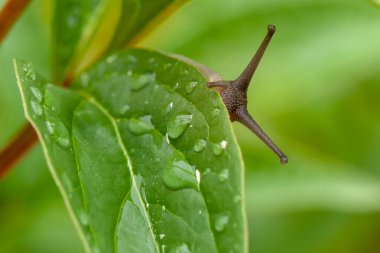 Şirin bahçe salyangozu ıslak bir yaprağın üzerinden gizlice bakıyor..