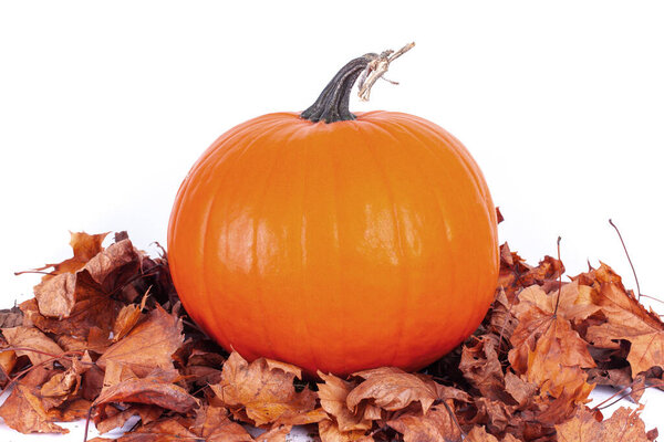 Big halloween orange pumpkin uncut with dried brown autumn leaves, isolated on white background studio image