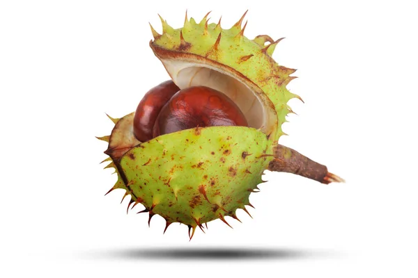 Conkers Green Spiked Case Isolated White Shadow Natural Protection Security — Stock Photo, Image
