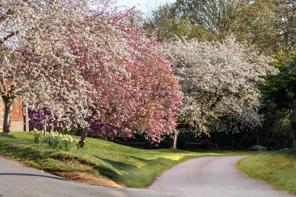 ピンクと紫と白の花を持つ春の桜の木ノーフォークイギリス農村部の田舎の車線で — ストック写真
