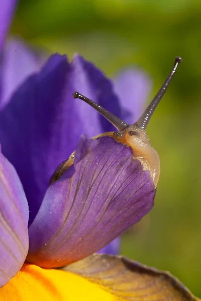 Beautiful Garden Snail Close Purple Iris Flower Full Bloom Nature — Stock Photo, Image