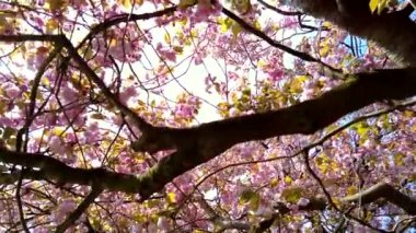 Çiçek açan pembe kiraz ağaçları ağaçların altında toplanıyor.