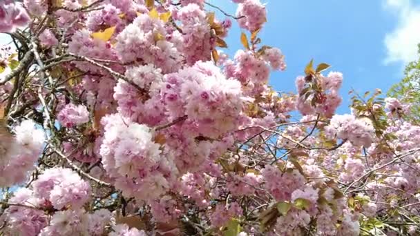 Rózsaszín Virág Cseresznyefán Közel Szélhez Norfolk Angliában — Stock videók