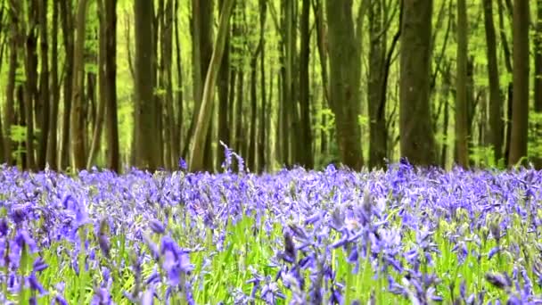 Bluebell Woodland Mass Panning Reveal Bluebells England Forest — Video