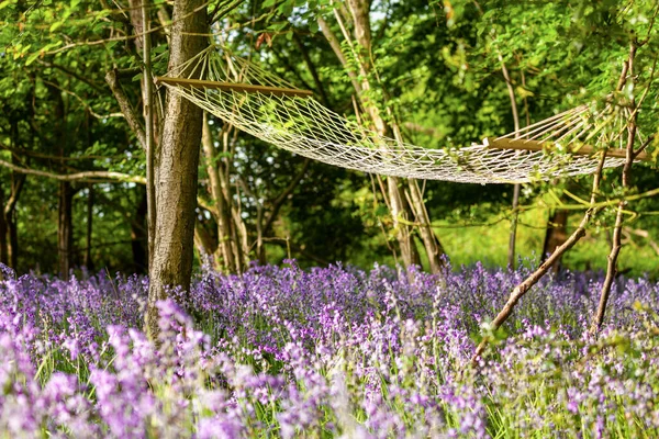 Hammock Tied Trees Bluebell Woods Dawn Relaxing Scene Nature Purple — Stock Photo, Image