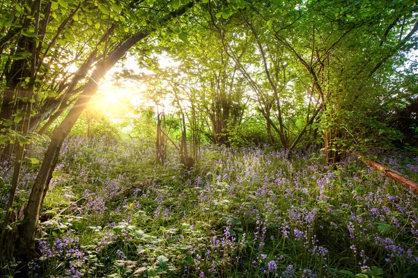 Wilder Bewachsener Wald Mit Blauglocken Und Bäumen Morgengrauen Sonnenaufgang Strömt — Stockfoto