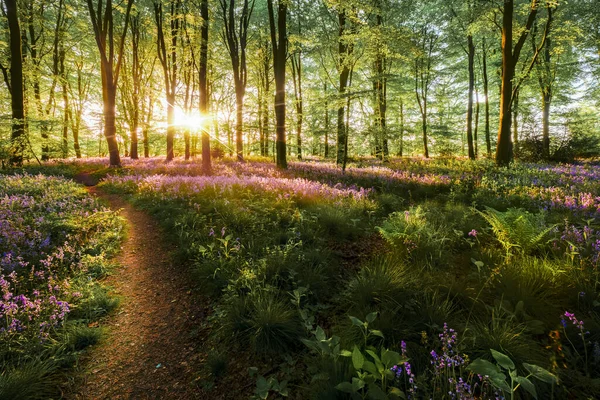 美丽的蓝铃林景观与自然的小径和小径 阳光穿过英国春天的树木 紫色野花铺在林地地板上 — 图库照片