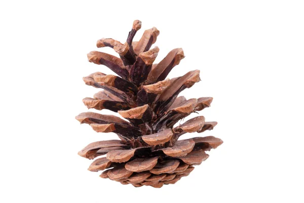 Fir Cone Open Isolated White Backgroun — Stock Photo, Image