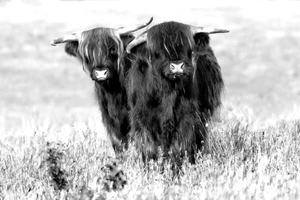 Dvě Horské Krávy Černobílém Zvědavě Dívají Dopředu Letní Travnatou Louku — Stock fotografie