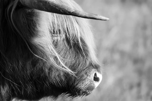 Highland Kráva Hlava Rohy Zblízka Vypadá Bokem Černé Bílé — Stock fotografie