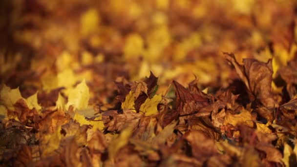 Autumn Leaves Covering Ground More Leaves Falling Breeze — Vídeos de Stock