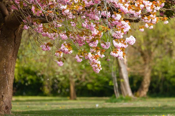春には見事なピンクの桜が木からぶら下がり 木の下の景色を眺めたり テキストのためのスペースがある公園に — ストック写真