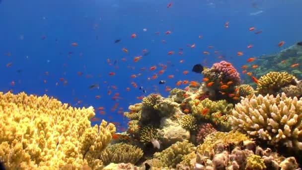 barevné ryby na živé korálový útes, Rudé moře