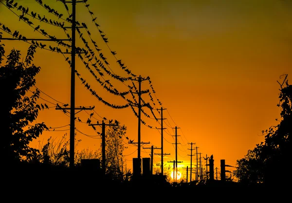 Sunset and cormorants — Stock Photo, Image