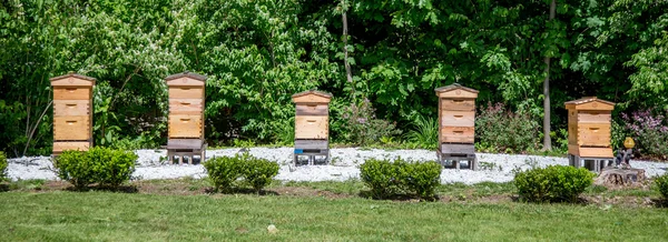Sorban le a méhkaptárokat — Stock Fotó