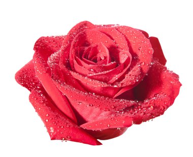 Isolated rose with path clipart