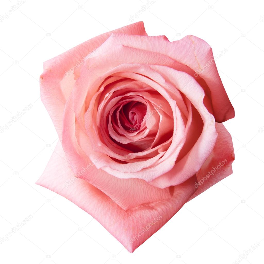 Pink rose with path