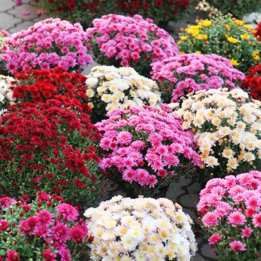 asters