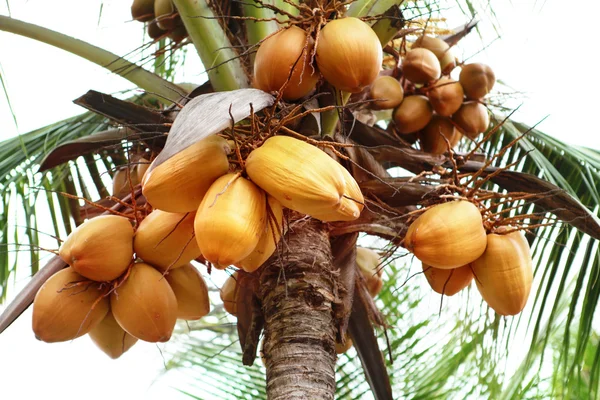 Thai cocoes — Stock Photo, Image