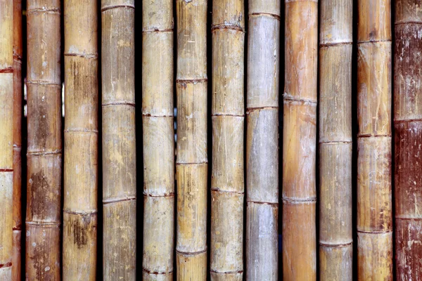 Bambusstruktur – stockfoto