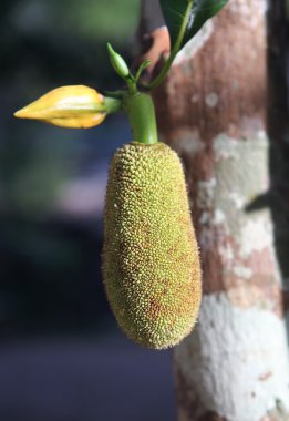 nefesi