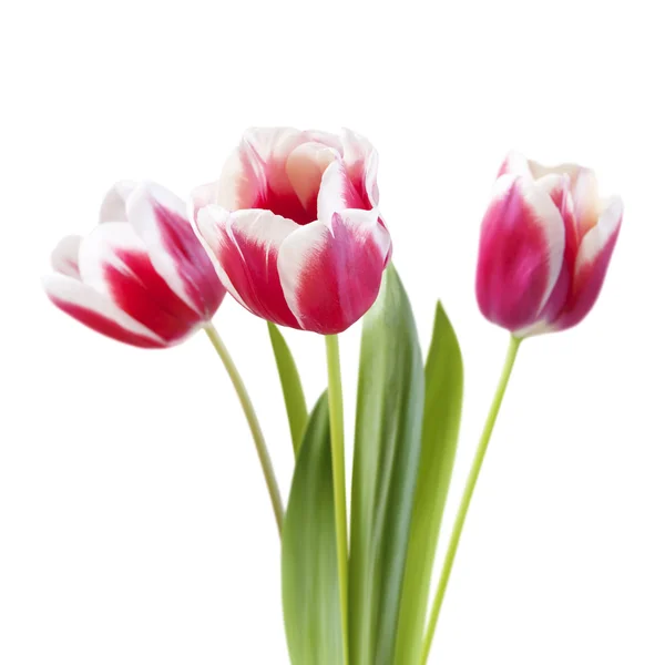 Bouquet di tulipani — Foto Stock