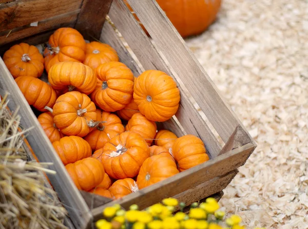 Herfst oogst — Stockfoto