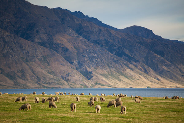 Merino sheep