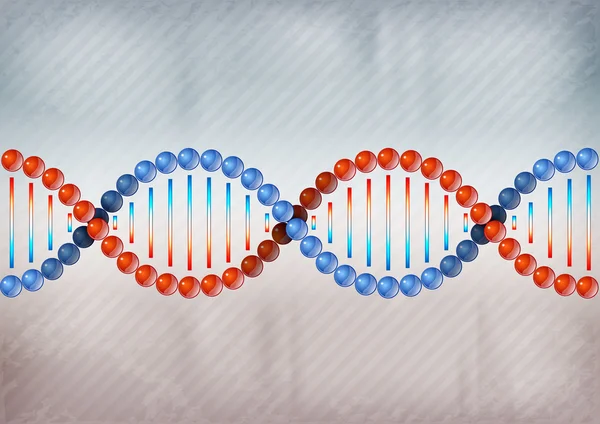 DNA dwóch kolorów — Wektor stockowy