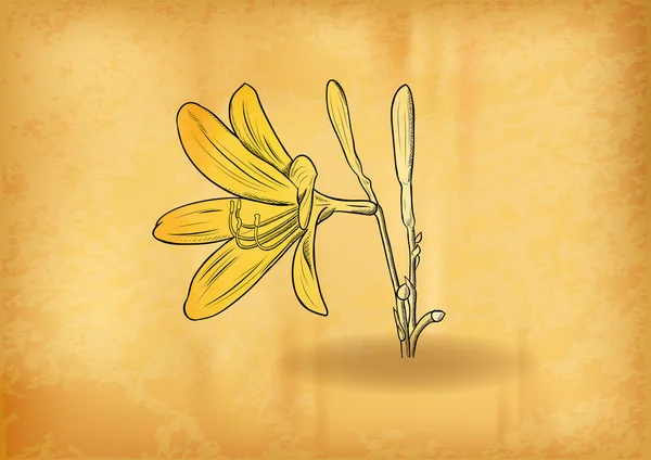 Gouden bloem — Stockvector